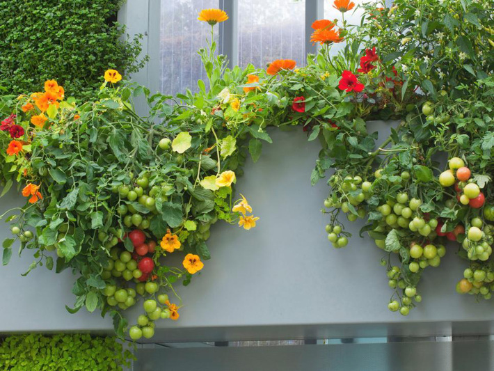 10 cách trồng rau quả siêu đẹp để vừa có rau ăn vừa làm điểm nhấn trang trí cho khu vườn-2