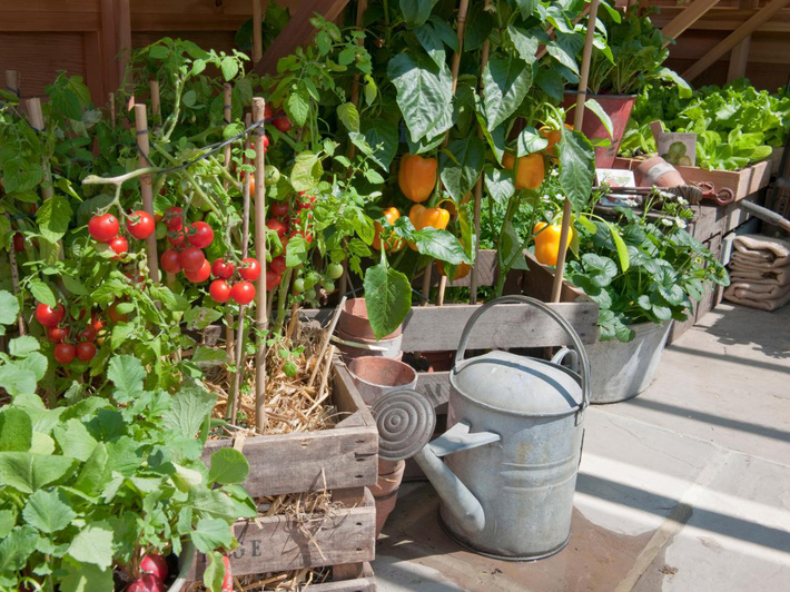 10 cách trồng rau quả siêu đẹp để vừa có rau ăn vừa làm điểm nhấn trang trí cho khu vườn-3