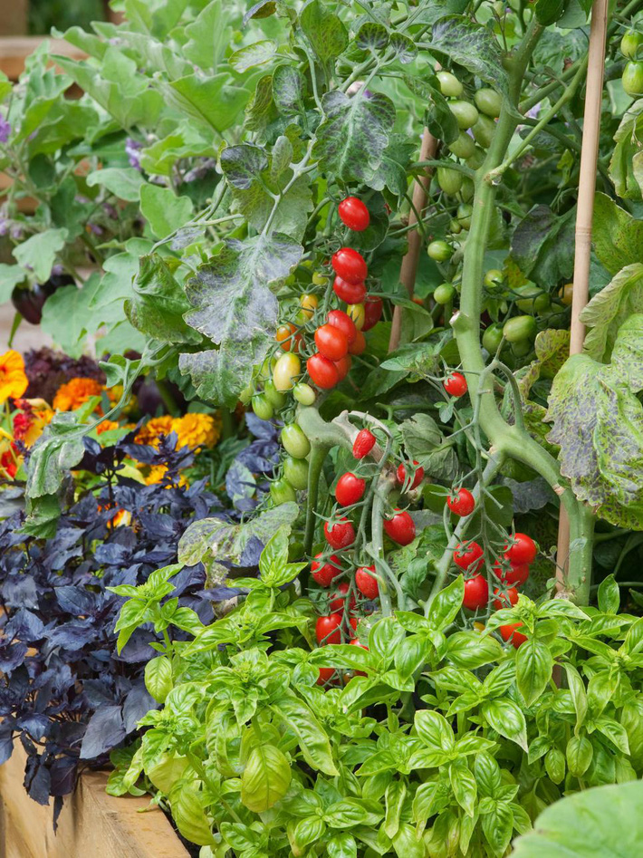 10 cách trồng rau quả siêu đẹp để vừa có rau ăn vừa làm điểm nhấn trang trí cho khu vườn-6