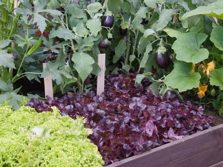 10 cách trồng rau quả siêu đẹp để vừa có rau ăn vừa làm điểm nhấn trang trí cho khu vườn-8