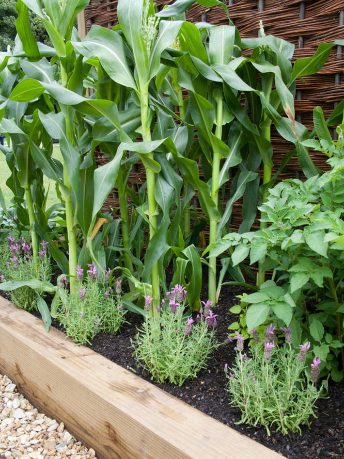 10 cách trồng rau quả siêu đẹp để vừa có rau ăn vừa làm điểm nhấn trang trí cho khu vườn-9