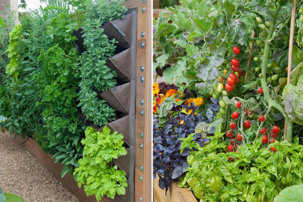 Bà mẹ nội trợ mạnh tay chi 70 triệu cải tạo khu vườn 50m² trước nhà và thành quả không thể mỹ mãn hơn-20