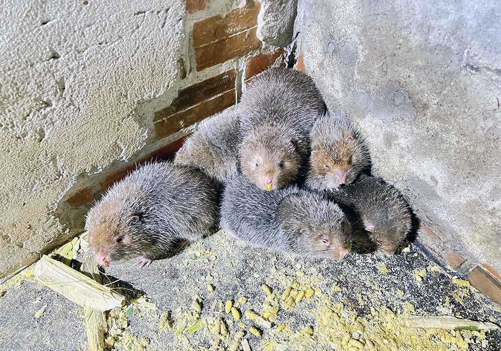 Nuôi loài răng sắc nhọn thích ăn mía, ẩn trong hang, lão nông Cần Thơ thành tỷ phú-2