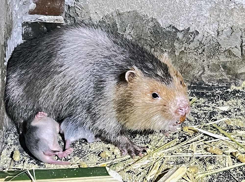 Nuôi loài răng sắc nhọn thích ăn mía, ẩn trong hang, lão nông Cần Thơ thành tỷ phú-3