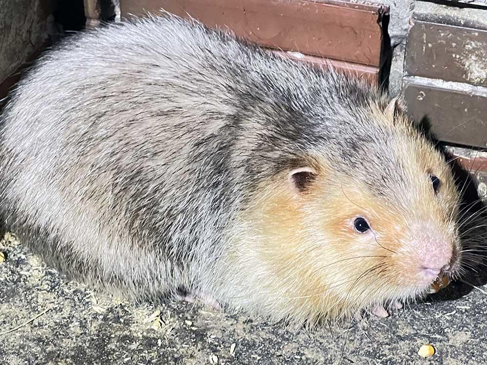 Nuôi loài răng sắc nhọn thích ăn mía, ẩn trong hang, lão nông Cần Thơ thành tỷ phú-4