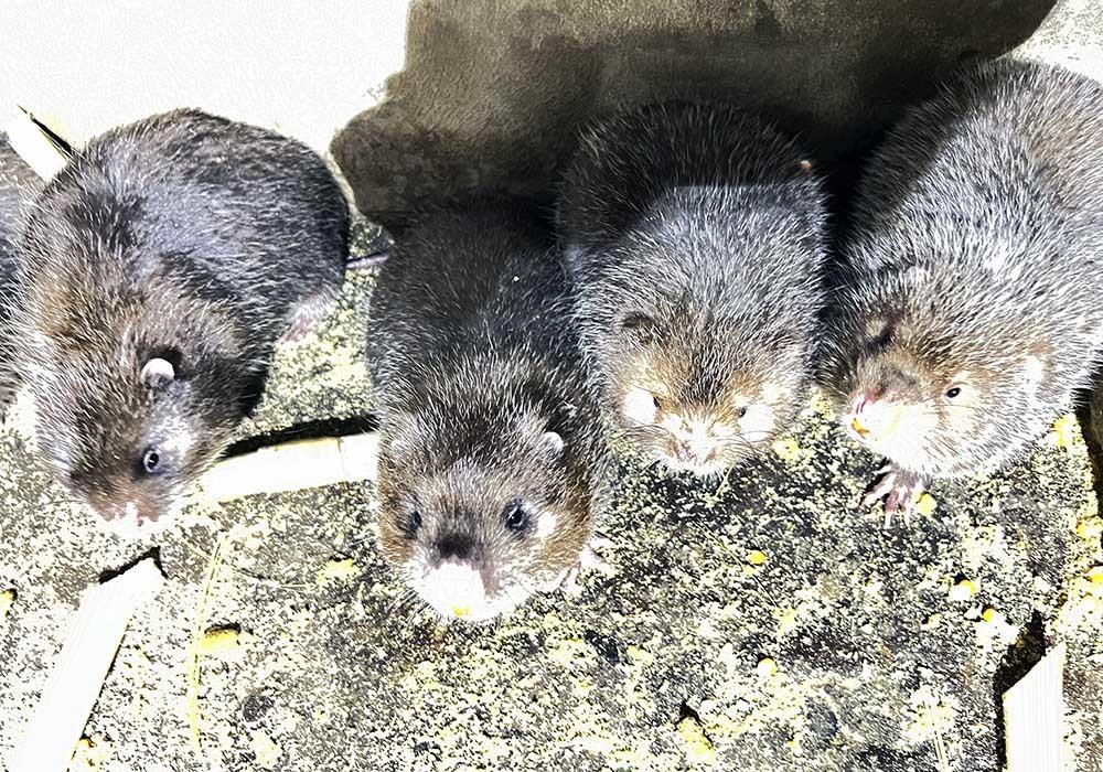 Nuôi loài răng sắc nhọn thích ăn mía, ẩn trong hang, lão nông Cần Thơ thành tỷ phú-5