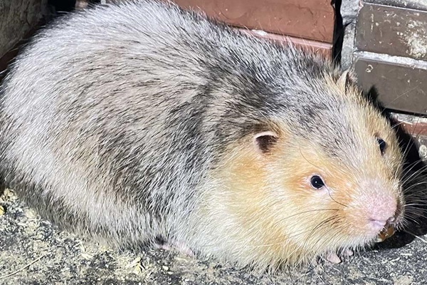 5 loại chi phí âm thầm ngấu nghiến” ví tiền mà bạn phải biết khi tậu nhà mới-1