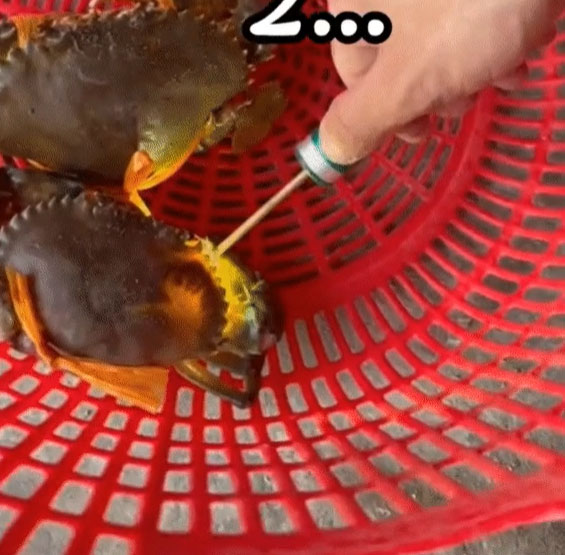 Dùng đèn soi thẳng vào cua khiến nhiều người tò mò: Đúng chuẩn dân sành, áp dụng mua cua ghẹ khỏi lo bị lừa!-1