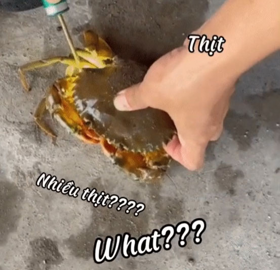 Dùng đèn soi thẳng vào cua khiến nhiều người tò mò: Đúng chuẩn dân sành, áp dụng mua cua ghẹ khỏi lo bị lừa!-2