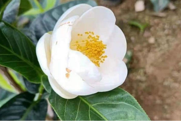 Cận cảnh cặp nhung hươu khủng 15 nhánh, giá hơn 60 triệu đồng-6