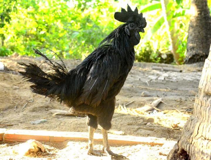 Xuất khẩu lao động, nam công nhân mang giống gà lạ về nuôi thu tiền tỉ-1