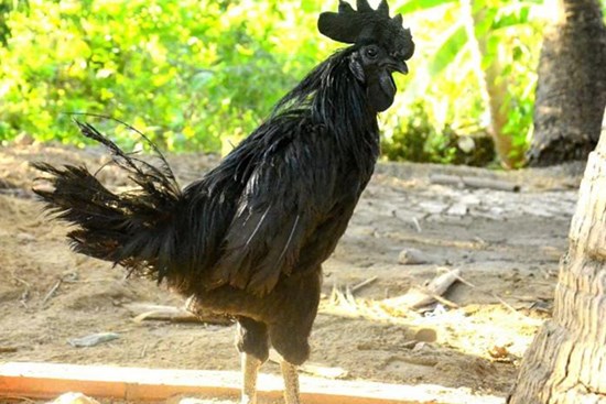 Xuất khẩu lao động, nam công nhân mang giống gà 