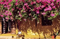 Ngoại có 10 cây vàng và 1 gánh xu xoa lận đận cả đời nuôi con, vàng ai cũng thích, nhưng gánh hàng cũ kỹ kia thì chẳng ai thèm!