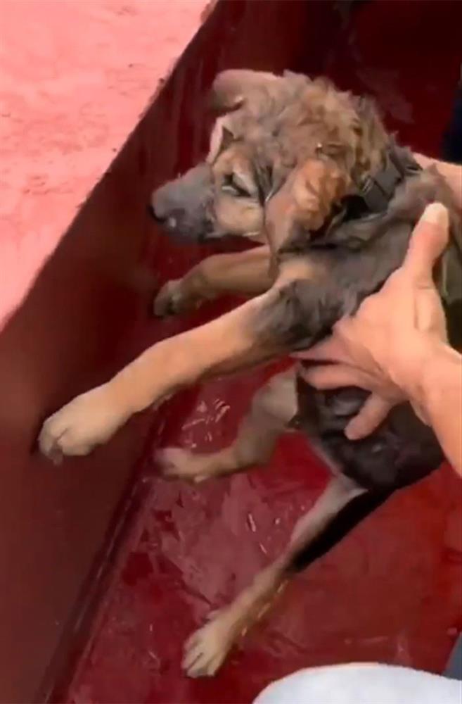 Clip: Chú chó bị bỏ quên giữa vịnh Hạ Long, tự bơi tới thuyền du khách để cầu cứu-1