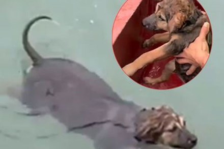 Clip: Chú chó bị bỏ quên giữa vịnh Hạ Long, tự bơi tới thuyền du khách để cầu cứu