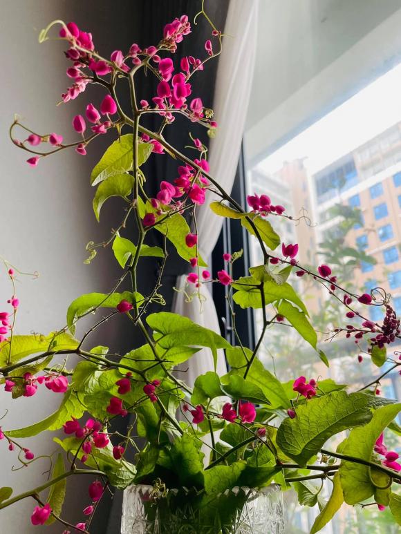 Hé lộ không gian sống tràn ngập hoa tươi của MC Diễm Quỳnh-9