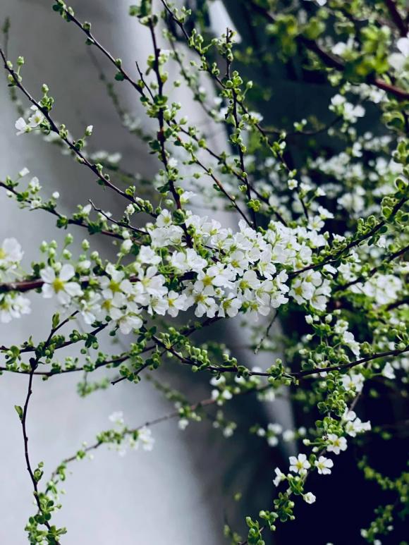 Hé lộ không gian sống tràn ngập hoa tươi của MC Diễm Quỳnh-13