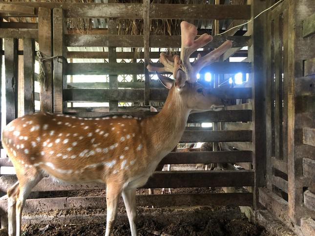 Cận cảnh cặp nhung hươu khủng 15 nhánh, giá hơn 60 triệu đồng-3