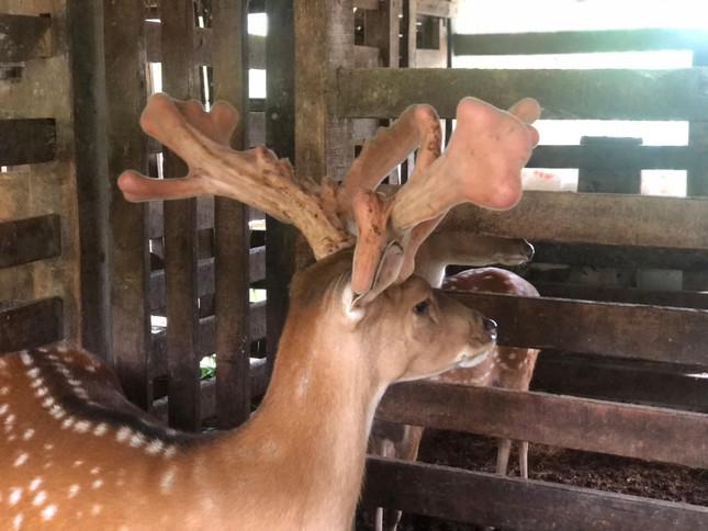 Cận cảnh cặp nhung hươu khủng 15 nhánh, giá hơn 60 triệu đồng-4