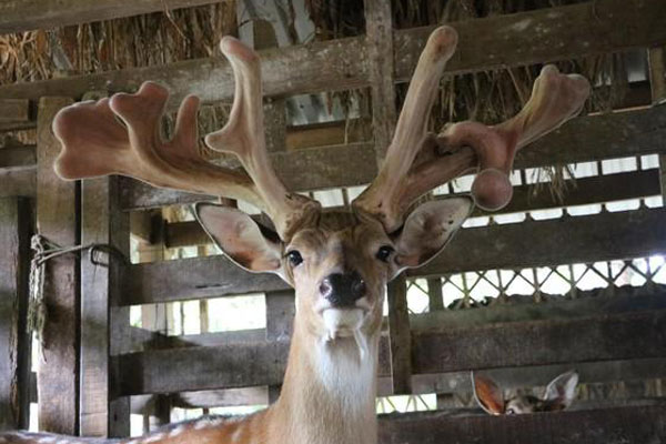 Cận cảnh cặp nhung nai khủng” nhất Việt Nam được bán với giá hàng trăm triệu đồng-10