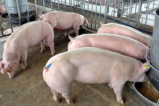 Thịt lợn tăng giá mạnh, tiến sát mốc 60.000 đồng/kg