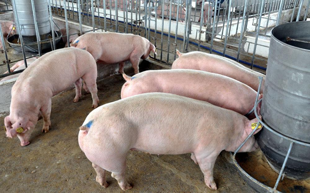 Thịt lợn tăng giá mạnh, tiến sát mốc 60.000 đồng/kg-1