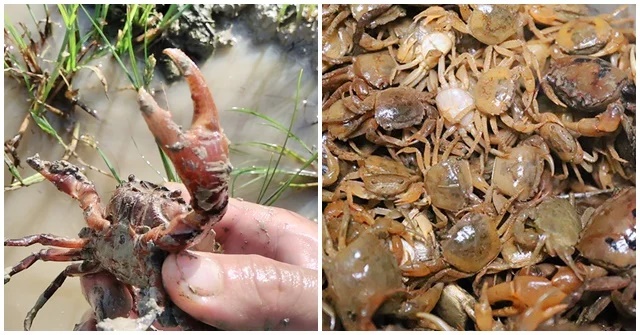 Mẹo chọn cua đồng ngon, nhiều thịt, nhiều gạch đơn giản-1