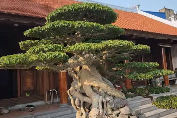 Cây sanh Đại thế vân tùng với chậu dát vàng, giá 20 tỷ của nghệ nhân Nam Định-4