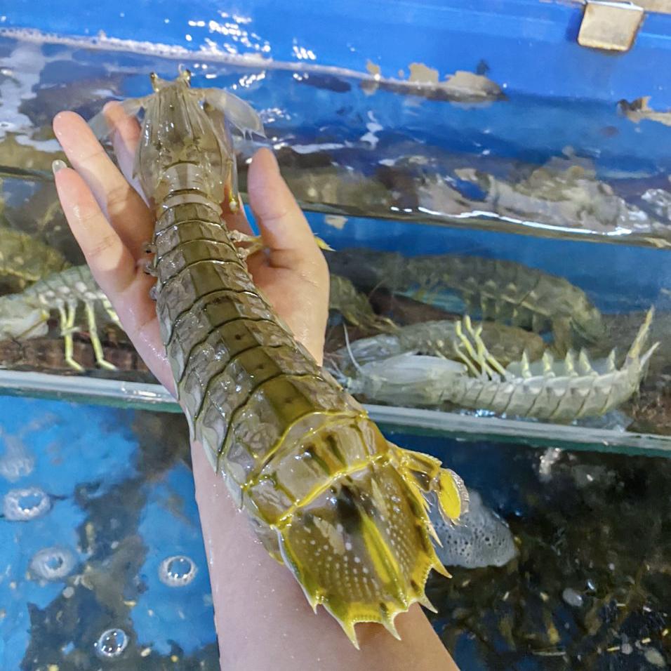 Loại tôm siêu to khổng lồ, đắt hơn cả tôm hùm nhập khẩu, nhà giàu đua nhau săn lùng-1