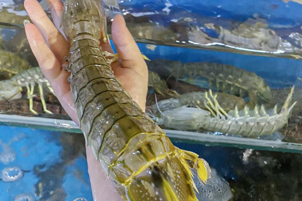 Bật mí 2 loại tôm lạ đắt hơn tôm hùm đại gia săn lùng-11