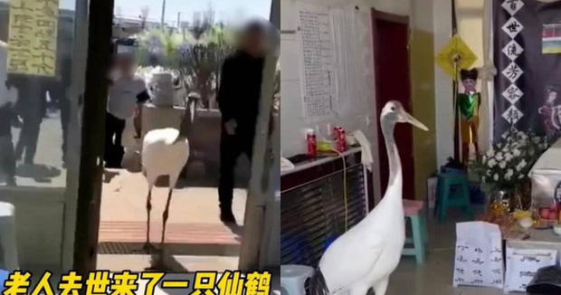 Tang lễ đang diễn ra bình thường, đột nhiên có tiên hạc ghé thăm, còn làm những hành động khiến gia đình không khỏi ngỡ ngàng-1