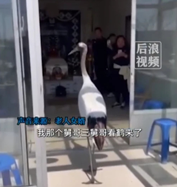 Tang lễ đang diễn ra bình thường, đột nhiên có tiên hạc ghé thăm, còn làm những hành động khiến gia đình không khỏi ngỡ ngàng-2