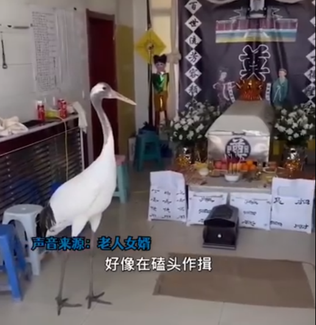 Tang lễ đang diễn ra bình thường, đột nhiên có tiên hạc ghé thăm, còn làm những hành động khiến gia đình không khỏi ngỡ ngàng-3