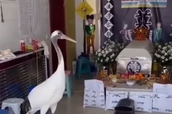 Tang lễ đang diễn ra bình thường, đột nhiên có