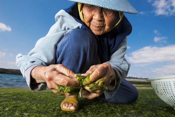 Thứ rau là thần dược hạ đường huyết của người Việt, người Nhật cũng cực ưa chuộng: Nhưng có 4 nhóm người tốt nhất không nên dùng-2