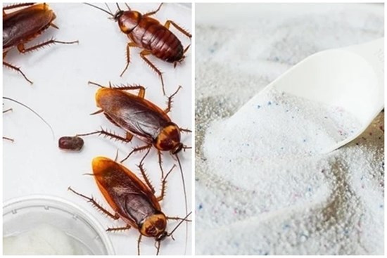 Bỏ thứ này vào tủ quần áo giúp đuổi gián hiệu quả mà không hề độc hại