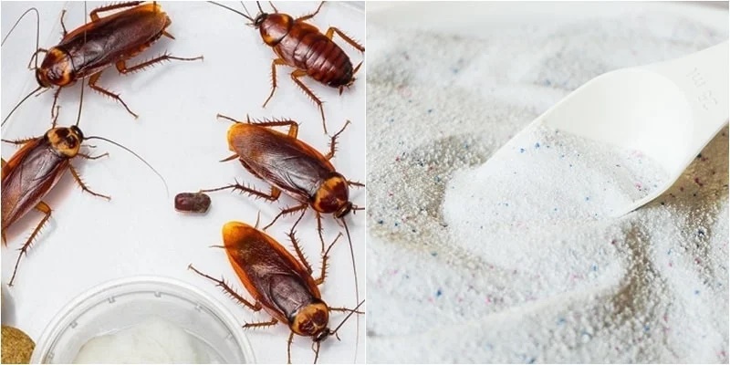 Bỏ thứ này vào tủ quần áo giúp đuổi gián hiệu quả mà không hề độc hại-1