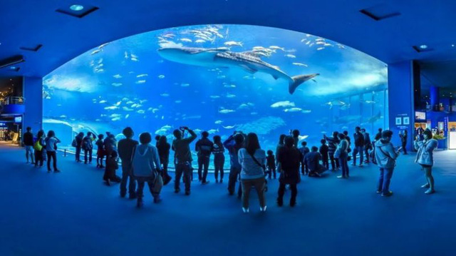 Trầm cảm ở động vật - Căn bệnh đáng buồn ở các loài thú do chính con người gây ra-6