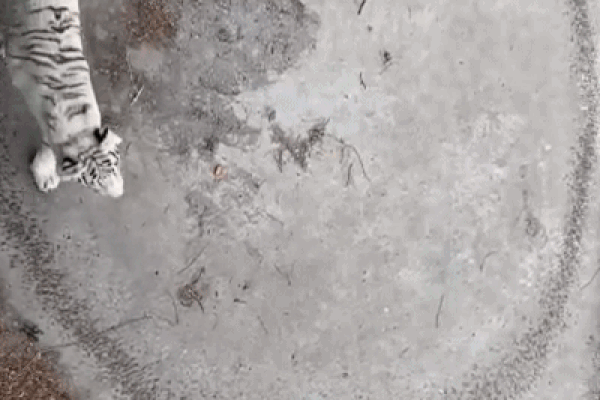 Chú chó thông minh trổ tài lái ô tô khiến nhiều người choáng váng-1