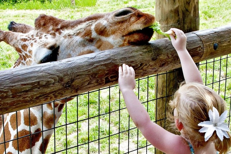 Những cách dạy trẻ học về các con vật hiệu quả, bé vừa tiếp thu nhanh vừa kích thích trí não-2