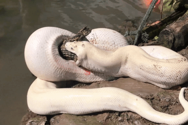 Người đàn ông bị cá sấu tấn công, lôi xềnh xệch trên sông-1