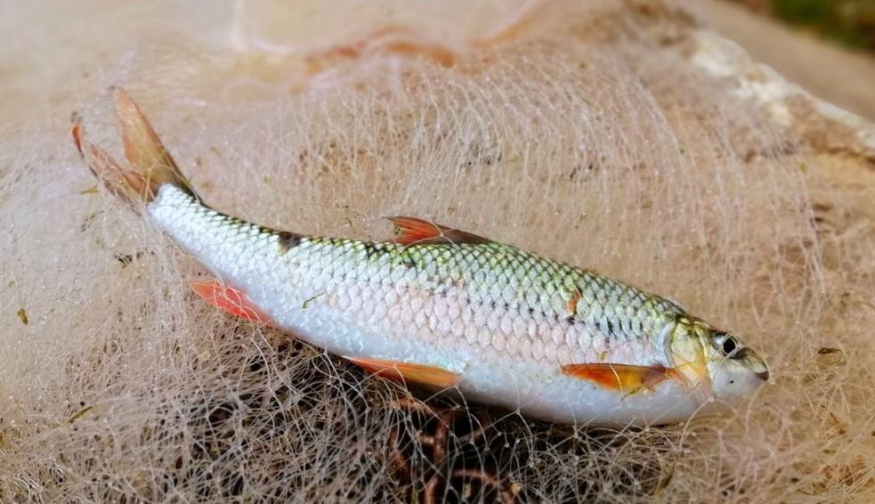 Ba loại cá xưa rẻ như cho”, nay thành đặc sản nhà giàu đỏ mắt săn lùng-2