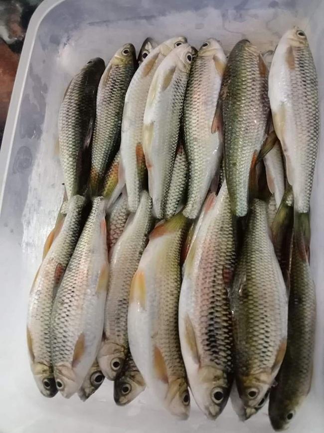 Ba loại cá xưa rẻ như cho”, nay thành đặc sản nhà giàu đỏ mắt săn lùng-3