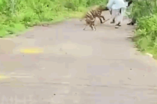 Hươu cao cổ mẹ bảo vệ xác con trước bầy linh cẩu hung dữ-1