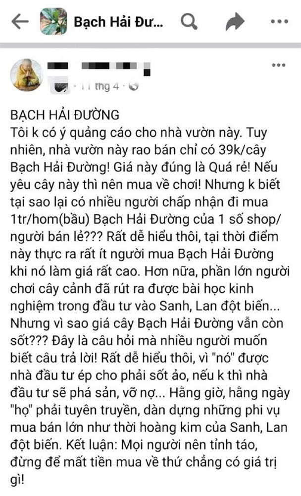 Bạch Hải đường ra giá 200 triệu, hạ xuống 30 triệu vẫn không ai hỏi mua-2