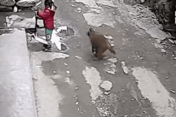 Clip: Khỉ đi xe đạp bắt cóc bé gái trên phố và sự thật bất ngờ-1