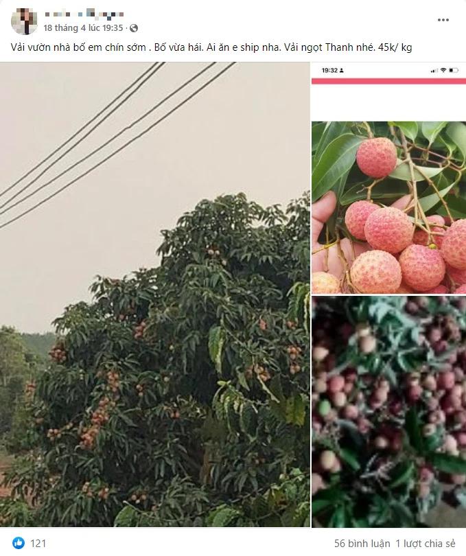 Kỳ lạ loại vải chín sớm ngọt ít chua nhiều, giá gây sốc vẫn tới tấp khách đặt mua-2