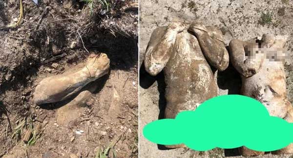 Đào được vật lạ trong vườn, cặp vợ chồng bủn rủn chân tay, dân mạng khuyên chuyển nhà gấp-2