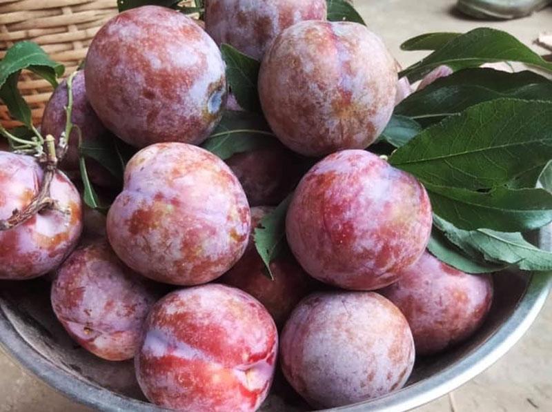 Giữa lúc trái cây rẻ như cho, mận hậu đắt 200 nghìn/kg vẫn ‘cháy hàng’-1