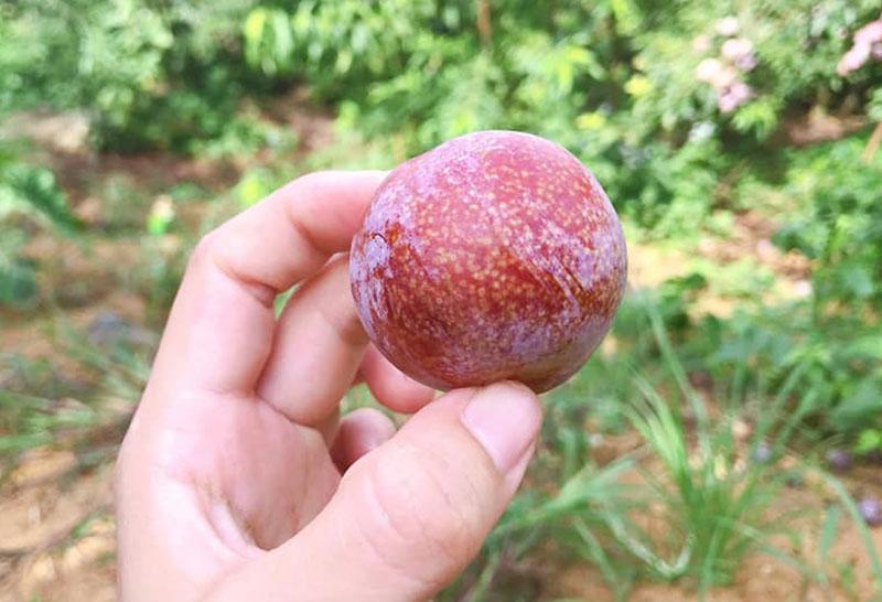 Giữa lúc trái cây rẻ như cho, mận hậu đắt 200 nghìn/kg vẫn ‘cháy hàng’-2